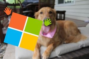 Photo of a Windows logo photobombing a photo of a dog