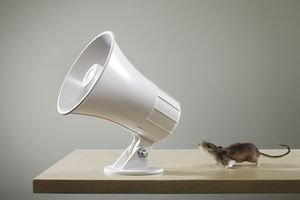 Photo of a small mouse at a megaphone speaker